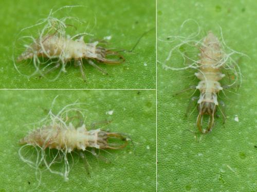 Pseudomallada clathratus